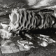 Illustration for article titled 24 Digging Machines That Created a World Beneath Our Feet